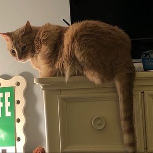 Meet your Posher, Mazal